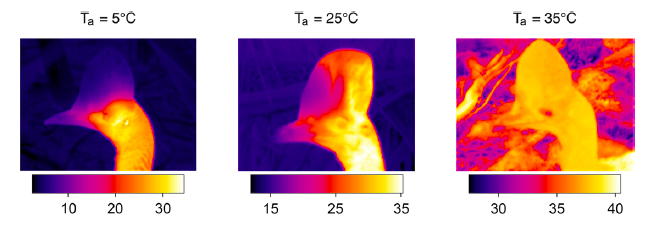 screen-shot-2021-01-29-at-11.26.58-am